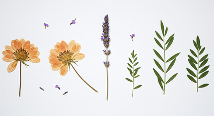 Exquisite Pressed Botanical Set Orange Flowers Lavender Leaves