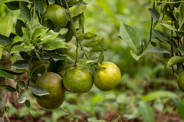 Partially ripened green oranges grow on a branch with fresh green foliage. Growth and freshness.