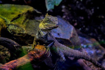 Australian Eastern Water Dragon basking