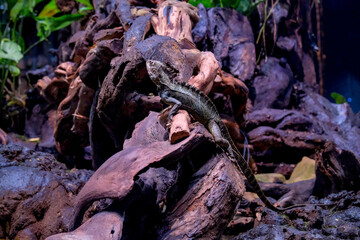 Australian Eastern Water Dragon basking