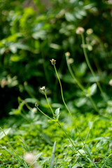 green plant in the garden
