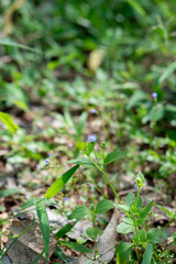 green grass in the garden