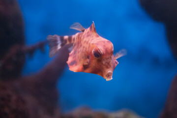 Fish under water, trunk cow ( ostracion cubicus)