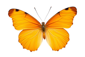 Obraz premium Vibrant orange butterfly with detailed wings on white background