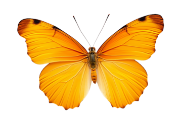 Vibrant orange butterfly with detailed wings on white background