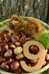 栗の実と9月イメージ