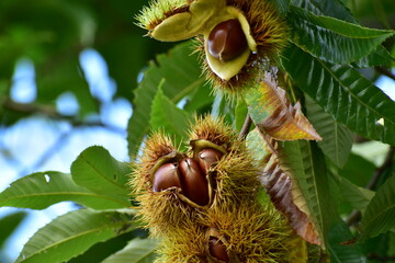 木になる栗の実