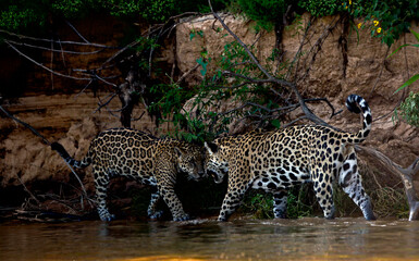 Jaguars in the Pantanal