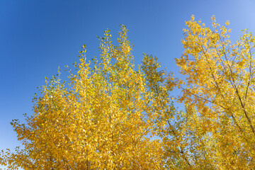 Populus tremuloides is a deciduous tree. quaking aspen, trembling aspen, American aspen. St Anthony Sand Dunes.  Egin Lake Campground, Fremont County, Idaho. Snake River Plain