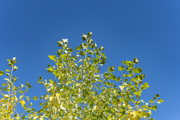 Populus tremuloides is a deciduous tree. quaking aspen, trembling aspen, American aspen. St Anthony Sand Dunes.  Egin Lake Campground, Fremont County, Idaho. Snake River Plain