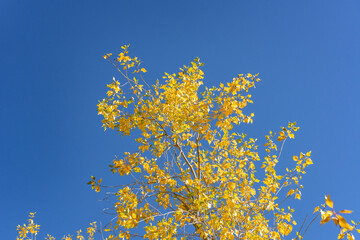 Populus tremuloides is a deciduous tree. quaking aspen, trembling aspen, American aspen. St Anthony...
