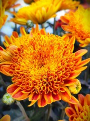 Close-up of an orange terry chrysanthemum