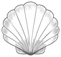 Detailed Line Art Illustration of a Scallop Shell