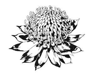 NSW Waratah black and white illustration