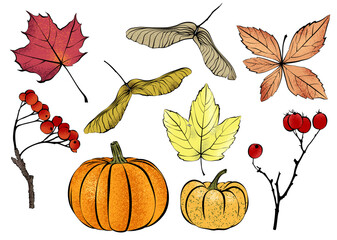1582_Colorful textured autumn leaves, pumpkins, red berries and other natural design elements isolated on white background.eps
