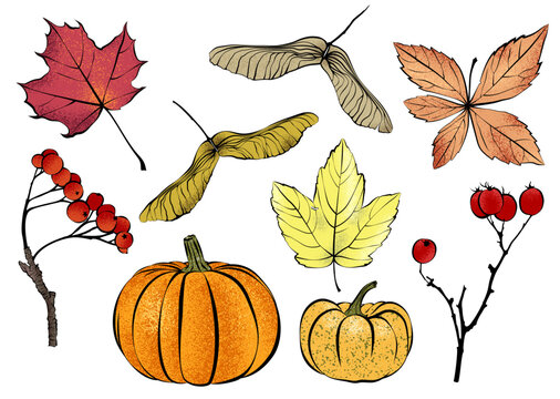 1582_Colorful textured autumn leaves, pumpkins, red berries and other natural design elements isolated on white background.eps