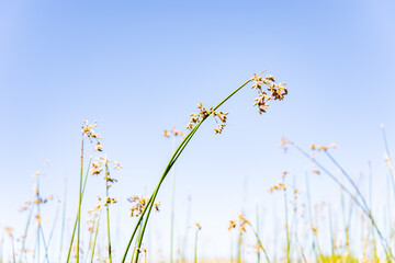 St Anthony Sand Dunes.  Egin Lake Campground, Fremont County, Idaho. Snake River Plain....