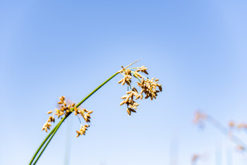 St Anthony Sand Dunes.  Egin Lake Campground, Fremont County, Idaho. Snake River Plain....