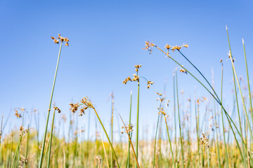 St Anthony Sand Dunes.  Egin Lake Campground, Fremont County, Idaho. Snake River Plain....