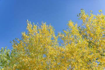 Populus, family Salicaceae, poplar, aspen, and cottonwood. St Anthony Sand Dunes.  Egin Lake Campground, Fremont County, Idaho. Snake River Plain