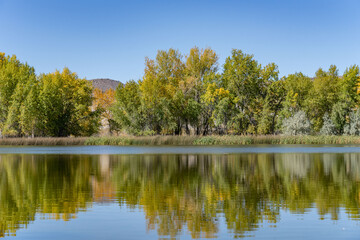 Populus, family Salicaceae, poplar, aspen, and cottonwood. St Anthony Sand Dunes.  Egin Lake Campground, Fremont County, Idaho. Snake River Plain