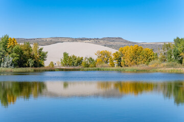 Populus, family Salicaceae, poplar, aspen, and cottonwood. St Anthony Sand Dunes.  Egin Lake Campground, Fremont County, Idaho. Snake River Plain