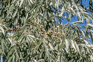 Elaeagnus angustifolia, Russian olive, silver berry, oleaster, or wild olive. St Anthony Sand Dunes.  Egin Lake Campground, Fremont County, Idaho. Snake River Plain