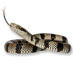 A venomous common krait snake on transparent background.
