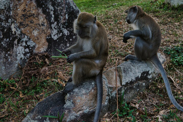 Primer plano de un langur plateado (Trachypithecus cristatus) en Malasia.