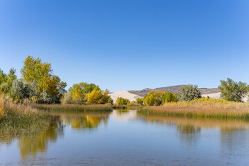Populus, family Salicaceae, poplar, aspen, and cottonwood. St Anthony Sand Dunes.  Egin Lake...
