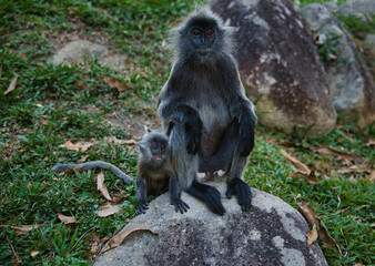 Close-up of a silver langur (Trachypithecus cristatus) with its baby in Malaysia.