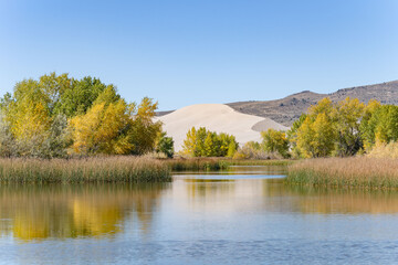 Populus, family Salicaceae, poplar, aspen, and cottonwood. St Anthony Sand Dunes.  Egin Lake Campground, Fremont County, Idaho. Snake River Plain