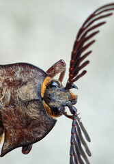 Macro photo of the top head of an Elateridae insect or Click Beetles.