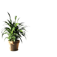 Potted plant with green leaves on transparent background
