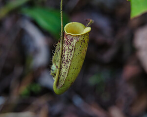 The image shows a carnivorous plant of the genus Nepenthes, also known as pitcher plant or monkey cup, in the forests of Borneo, a giant, rugged island in the Malay Archipelago in Southeast Asia.