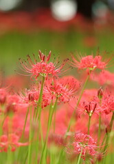 日本、関東の緑地公園 幻想的な雨上がりの彼岸花4 / Fantasy Cluster Amaryllis After Rain in a Green Park, Kanto, Japan