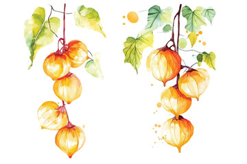 Watercolor Physalis branch Illustration Chinese Lantern Plant hand drawn drawing