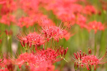 日本、関東の緑地公園 幻想的な雨上がりの彼岸花6 / Fantasy Cluster Amaryllis After Rain in a Green Park, Kanto, Japan