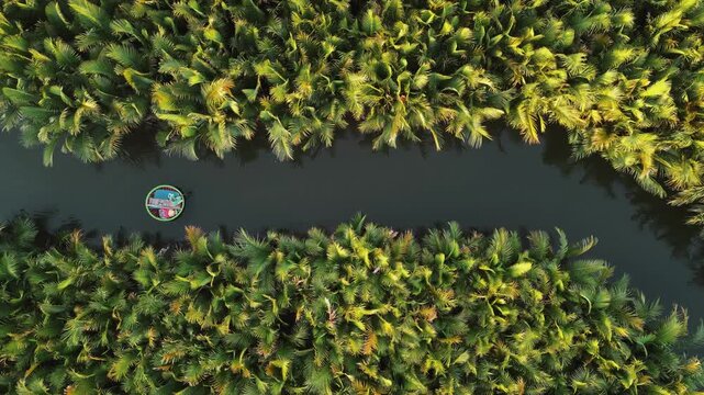 Perfect Top-Down Aerial of Basket Boat in Narrow Water Coconut (Nipa Palm) Channel, Hoi An