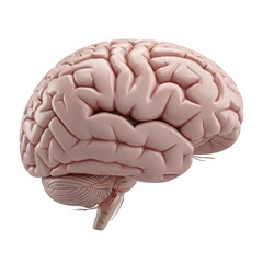 3d anatomical human brain model realistic and detailed isolated on transparent background