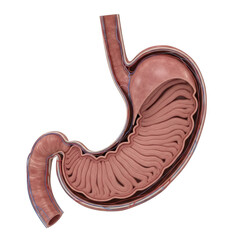 3d human stomach anatomy realistic medical illustration isolated on transparent background