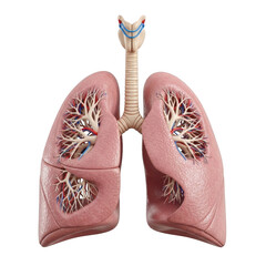 3d realistic human lungs anatomy medical illustration respiratory system isolated on transparent background