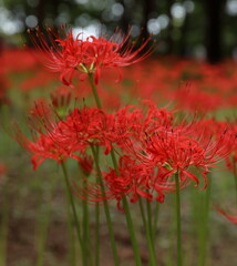 日本、関東の緑地公園 幻想的な彼岸花4 / Fantasy Cluster Amaryllis in a Green Park, Kanto, Japan