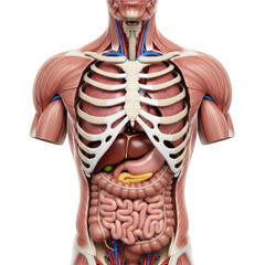 3d anatomical human torso detailed organs and skeletal system isolated on transparent background