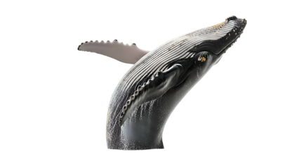 Humpback whale head breaching upwards