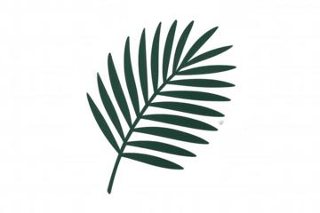 Minimalist palm frond illustration, representing tropical nature, botanical elements, and summer feelings. Transparent background