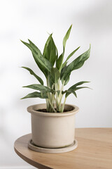 Aglaonema Greyhound houseplant in a beige ceramic pot placed on a wooden table, showcasing its lush green leaves in a minimalist indoor setting with natural light.