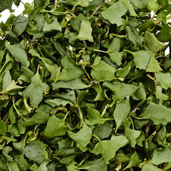 Overhead view of fresh green leaves against transparent background