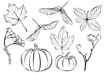 1583_Vector illustration of autumn leaves, pumpkins, berries and other natural design elements isolated on white background