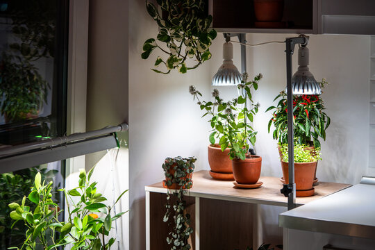 Growing plants under phyto lamps at home in winter season. LED lamp with full spectrum for supplementary lighting of Citrus tree, Pepper, Lemon mint houseplants. Plant care, additional illumination.